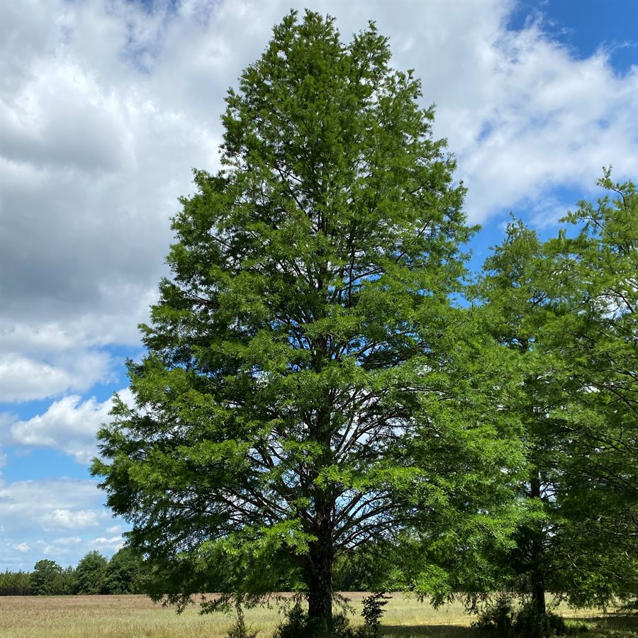 Bald Cypress