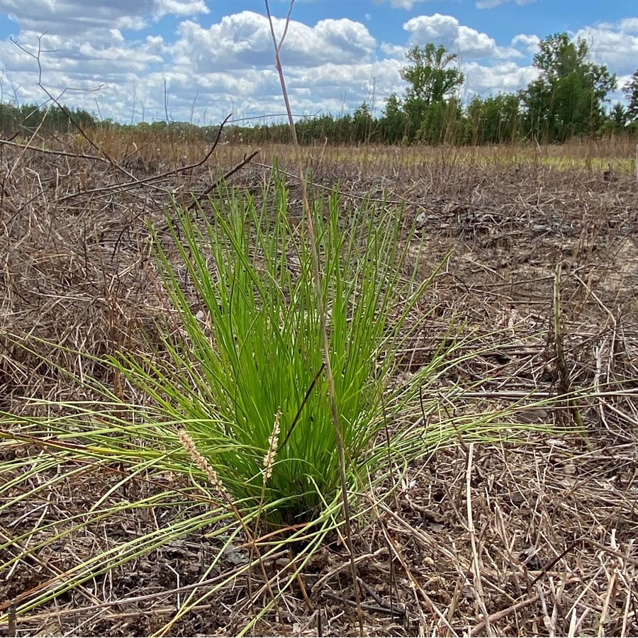 Longleaf Pine