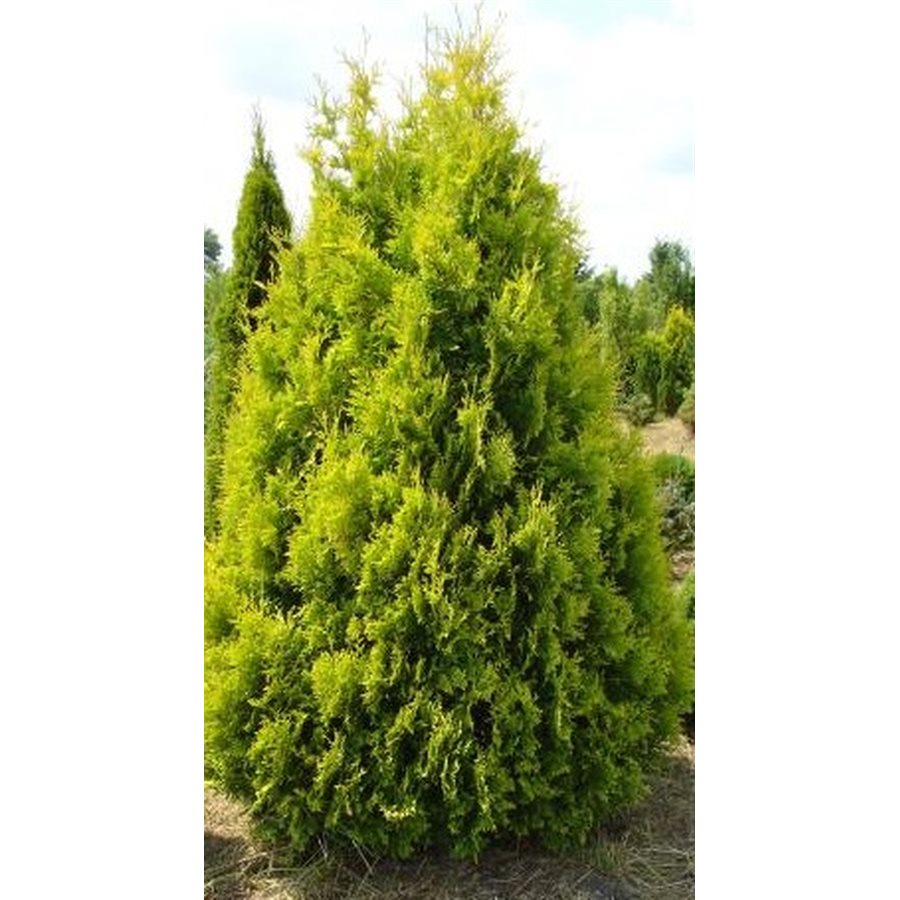Thuja