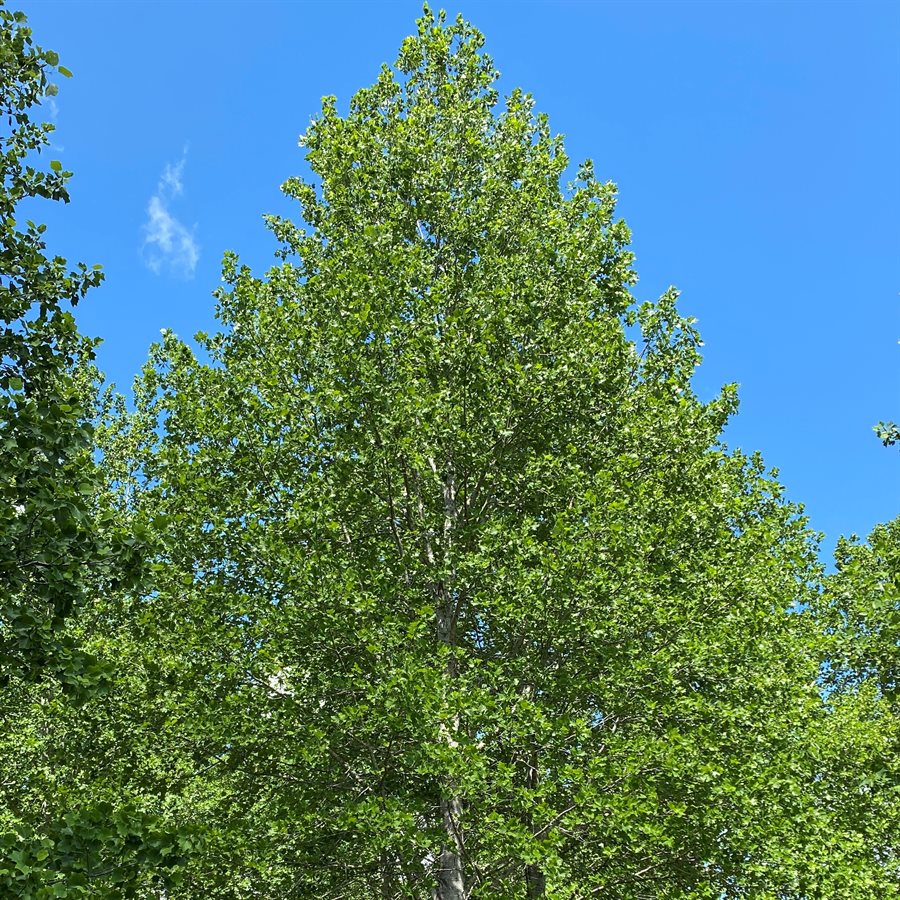 Yellow Poplar