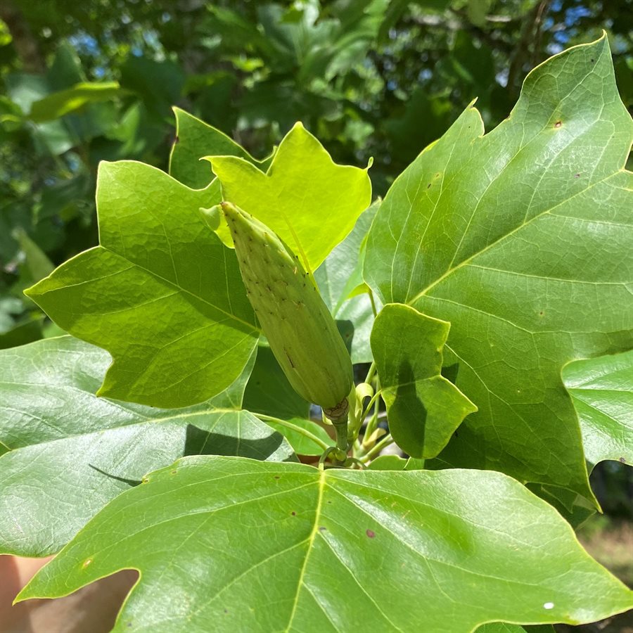 liriodendron-tulipifera-yellow-poplar-horticulture-is-awesome