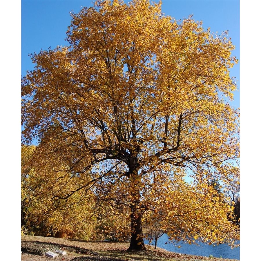 Yellow Poplar