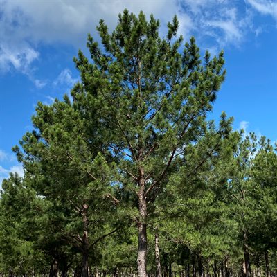 Georgia Giants Loblolly